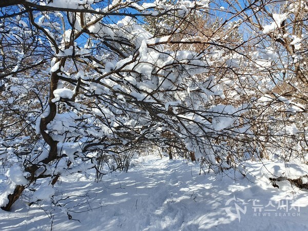 입암산 산성의 눈 쌓인 나무