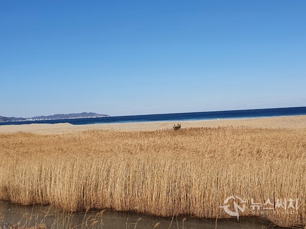 고래불 해변