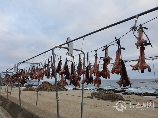 해파랑길 트레킹 25코스 도로변 생선건조대에서 해풍에 건조 중인 생선들
