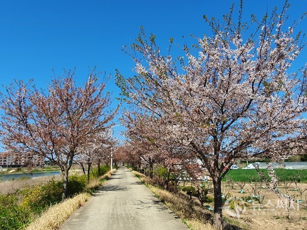 마읍천 천변길. 마읍천 천변길 길가 양쪽으로 벚꽃이 연이어 피어있다. 아직은 벚꽃이 많이 남아 있어서 시골길의 운치를 느낄 수 있다.