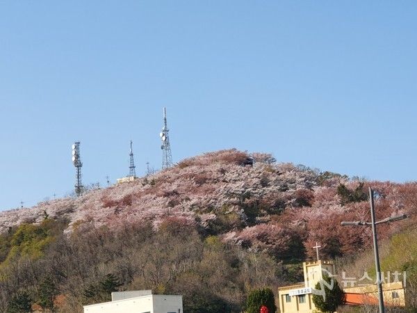 삼척시내 정상동에 소재한 봉황산. 봉황산 정상부근이 핑크빛 벚꽃으로 뒤덮혀 장관을 이루고 있다.