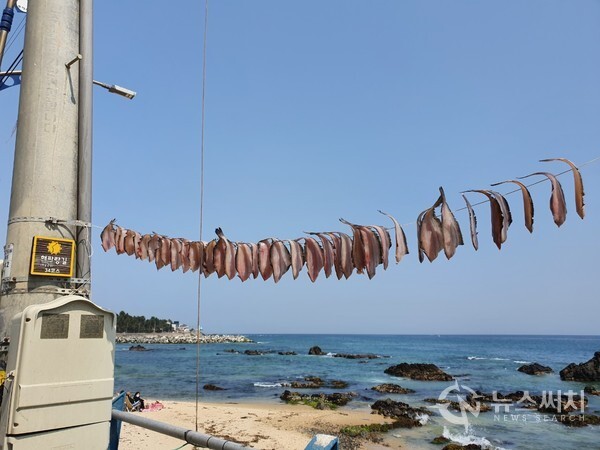 어달해변 도로에서 생선 건조 중. 동해시 묵호동 어달해변 도로에서 전봇대에 끈을 매어 생선을 건조하고 있다. 동해안 한가로운 어촌의 생동감이 느껴진다.