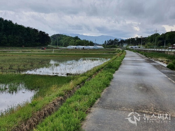 시동천 천변길과 논. 전형적인 강릉 시골마을을 관통하는 시동천과 모내기 준비가 한창인 논의 풍경이 고향의 향수를 자아낸다.