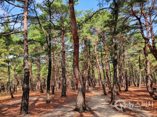 송정해변 해송숲길. 안목해변 북쪽에 송정해변이 있는데, 송정해변 해송숲길인 ‘딴봉마을 산책로’는 해송 산책길 길이가 제법 길고 소나무도 우거져 있으며 군데군데 조형물도 많아서 지루하지 않으면서도 바닷가 솔숲길 산림욕을 만끽할 수 있는 최고의 장소 중 하나이다.