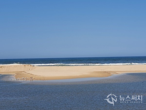 연곡천 하구 모래톱. 연곡천이 동해바다로 합류하는 하구 모래톱에는 수많은 갈매기 떼가 터를 잡고 있는데 동해바다 파도가 연곡천으로 역류할 때 갈매기들이 나는 모습은 장관이다.