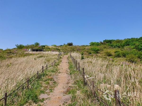 미황재 억새밭. 월출산 구정봉에서 향로봉을 통과한 후 약 50분 정도 걸으면 억새로 유명한 '미왕재 억새밭'에 도착한다. 이곳은 가을에는 넘실대는 억새의 향연으로 유명하지만 5월이라 아직 억새가 피는 계절이 아니어서 억새의 향연을 볼 수는 없었다.