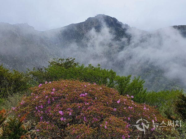  백록담 북벽. 왕관릉에서 바라본 백록담 북벽의 모습이다. 해발 1,700m 높이에 진달래꽃이 만발하고 그 뒤편에 안개에 살짝 가린 백록담 북벽의 모습이 몽환적이다.