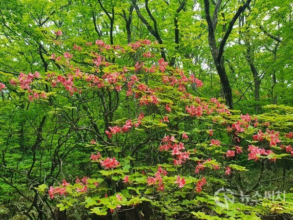 관음사 코스 구린굴 인근에 핀 참꽃나무. 한라산 관음사 코스 아래부분에 ‘구린굴’이라는 동굴이 있는데 그 인근에는 아름다운 선홍색의 참꽃나무 꽃이 만발하여 산행에 지친 사람들에게 위로와 즐거움을 선사해준다.