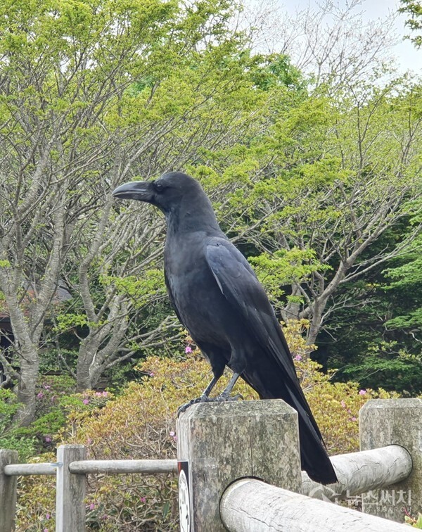 한라산 진달래밭대피소에서 살고 있는 까마귀