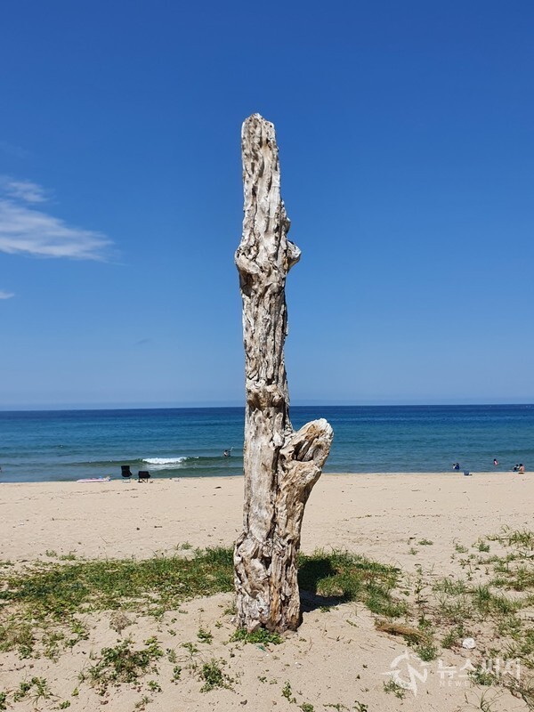 동산항해수욕장에 서 있는 고사목. 양양군 현남면 동산리에 동산항해수욕장이 있으며 해수욕장 백사장에 고사되어 나무껍질도 벗겨져 하얀 나무속살이 드러나 보이는 고사목이 동해바다 해변을 지키고 서 있다.