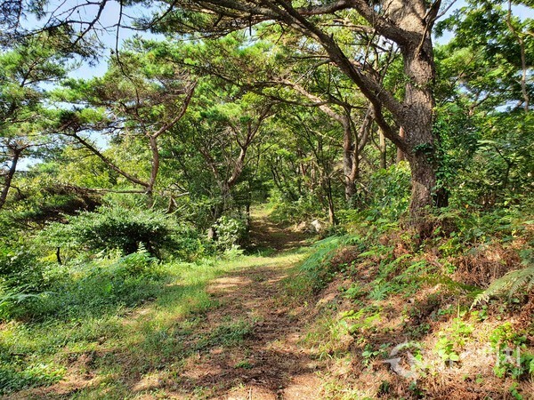  자월도 종주 산행길. ‘자월도’는 산길이 완만하고 흙길이며 등산로 폭도 넓어서 천천히 주변 경치를 음미하면서 걸을 수 있는 편안한 산행길로 유명하다. 필자가 얼마 전 9월말에 트레킹하였던 ‘장봉도’는 바위가 많고 등산로 경사가 심해 약간은 힘든 트레킹 코스였다. 이에 비해 ‘자월도’ 종주 산행길은 초보자도 쉽게 걸을 수 있는 코스라고 할 수 있다.