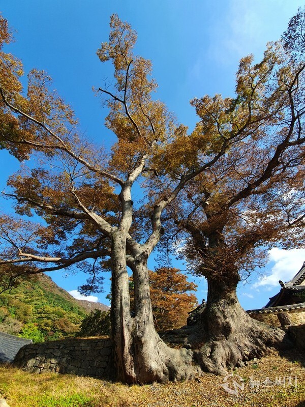 연리근. 대흥사에는 또한 오래된 느티나무 보호수가 있는데 2개 나무의 뿌리가 연결된 '연리근(連理根)'이다. 연리근(連理根)은 뿌리가 붙어 있어 불리는 이름인데, 이렇게 두 몸이 하나된다는 뜻으로 부모의 사랑, 부부의 사랑, 연인의 사랑에 비유된다. 