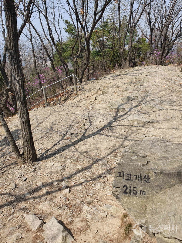 피고개산 정상 모습. 피고개 바로 서쪽 위에 커다란 철탑이 있고 이 철탑을 통과해서 오르막 산길을 약 5분 정도가 오르다보면 피고개산 정상이 나온다. 피고개산 정상은 약간 봉긋한 모양으로 되어 있으며 정상 조그마한 바위에 “피고개산 215m"라고 손글씨로 쓰여진 표지석이 있다.