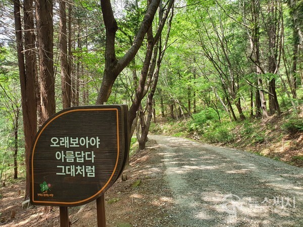 천자봉 해오름길 임도길. ‘천자봉 해오름길’은 창원시 진해구 만남의광장 위 갈림길에서 시작하여 안민고개 휴게소까지 이어진 약 11km 정도 길이의 임도길인데, 남파랑길 8코스에서는 만남의광장 갈림길에서 약 500m 정도 지난 지점에서 천자봉 해오름길과 합류하게 되어 있다. 천자봉 해오름길 임도 좌우측에는 짙은 초록의 녹음이 우거져 있어서 녹색 나뭇잎과 풀들을 구경하면서 걷노라면 눈이 편안해질 뿐만 아니라 마음 또한 차분해진다.  