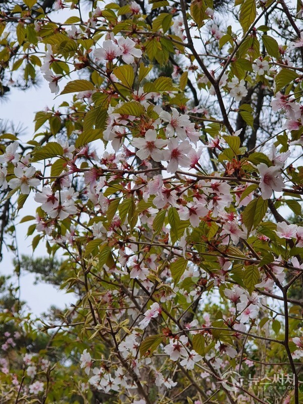 대장도 벚꽃. 고군산군도 중 선유도, 대장도에는 벚꽃이 많다. 대장봉 올라가는 산길 가운데 생각보다 많은 벚나무가 자리잡고 있어서 봄 대장봉 산행을 하기 위해 산길을 걷다보면 활짝 핀 벚꽃이 등산객을 반갑게 맞이한다. 