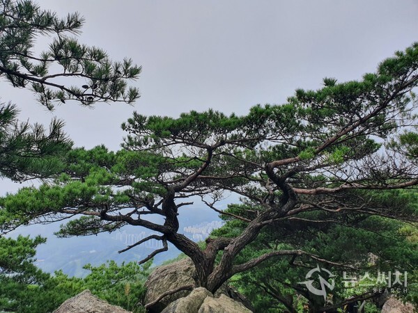 천마산 정상 부근 소나무. 천마산 정상 부근에는 제법 많은 바위가 산재해 있는데, 그 바위틈을 비집고 솟아난 소나무 한 그루가 터를 잡고 있다. 바위틈에 솟아난 소나무를 통해 자연의 위대하고 본능적인 생명력을 엿볼 수 있다. 천마산 탐방로 입구. 남양주시 ‘천마산’ 산행 들머리는 크게 남양주시 호평동 파라곤아파트에서 시작되는 코스, 천마산역에서 시작되는 코스, 천마산군립공원 관리사무소에서 시작되는 코스 등 3곳이 있다. 그 중 서울에서 기차로 접근성이 가장 좋은 곳은 경춘선 ‘천마산역’에서 시작되는 코스이다. ‘천마산역’ 1번 출구에서 나와 도로만 건너면 천마산 탐방로 입구가 바로 보인다. 