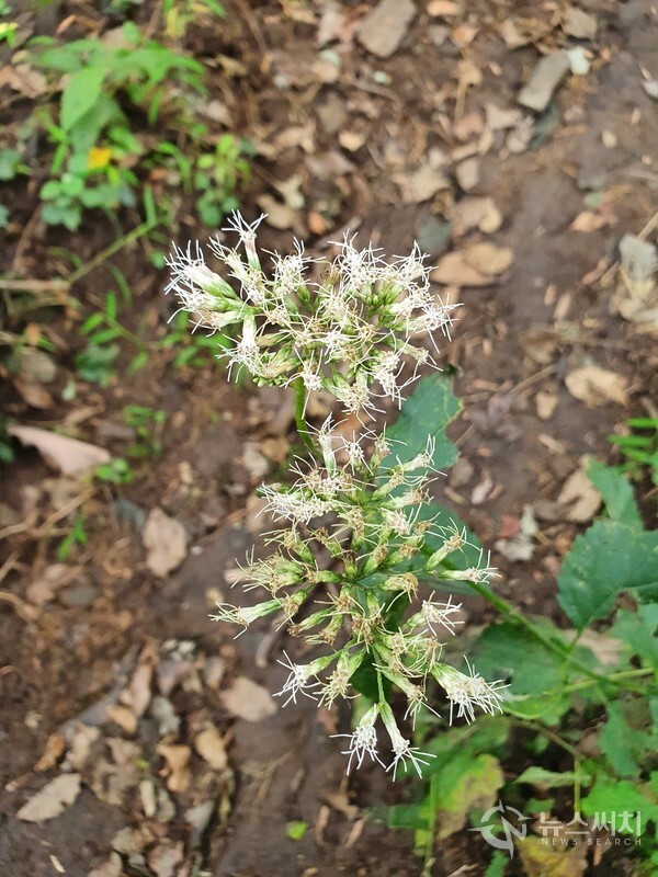 천마지맥 산행로에 핀 들꽃. 천마산 정상부터 철마산에 이르는 천마지맥 일부코스는 길이가 7km 넘는 상당히 긴 산행로이다. 이 산행로에는 나무와 숲으로 우거진 녹음이 펼쳐져 있는데, 산행로 주변에 여러 가지 들꽃이 피어 있어서 산행객을 반갑게 맞아주고 있다. 