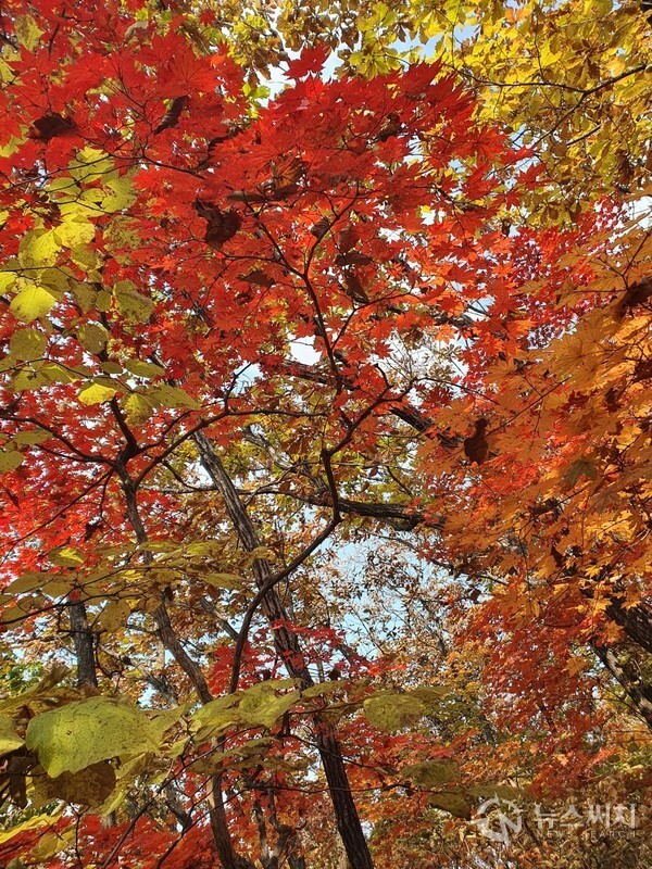 고대산 등산로에 활짝 핀 단풍. 고대산 1등산로 입구에서 고대산 정상까지는 약 2.7km 정도 길이의 오르막 산길로 나무와 숲으로 우거졌으며 산행객이 그리 많지 않아 원시림처럼 호젓한 느낌을 주는 곳이다. 10월 중순 가을의 고대산은 울긋불긋한 단풍으로 온 산이 색동옷을 입은 것처럼 화려한 자태를 뽐낸다.  