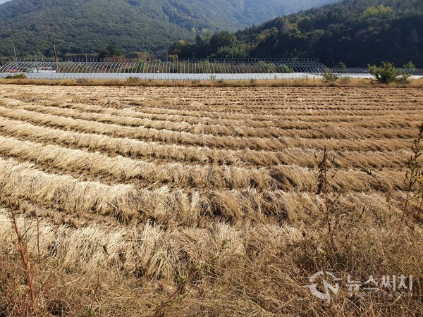 가을 추수가 끝난 금정마을 논 풍경. 무돌길 제3길 ‘덕령길’은 금곡동 ‘배재마을’에서 시작하여 ‘덕령숲길’을 지나면 ‘금곡마을’ 못 미쳐 ‘금정마을’에 이르게 된다. ‘금정마을’에는 무등산 자락에서는 제법 넓은 논이 있는데 10월말  ‘금정마을’ 논에는 가을 벼 추수가 한창이다. 가을 추수가 끝난 금정마을 논의 모습에는 아쉬움과 스산함이 함께 섞여 있다. 