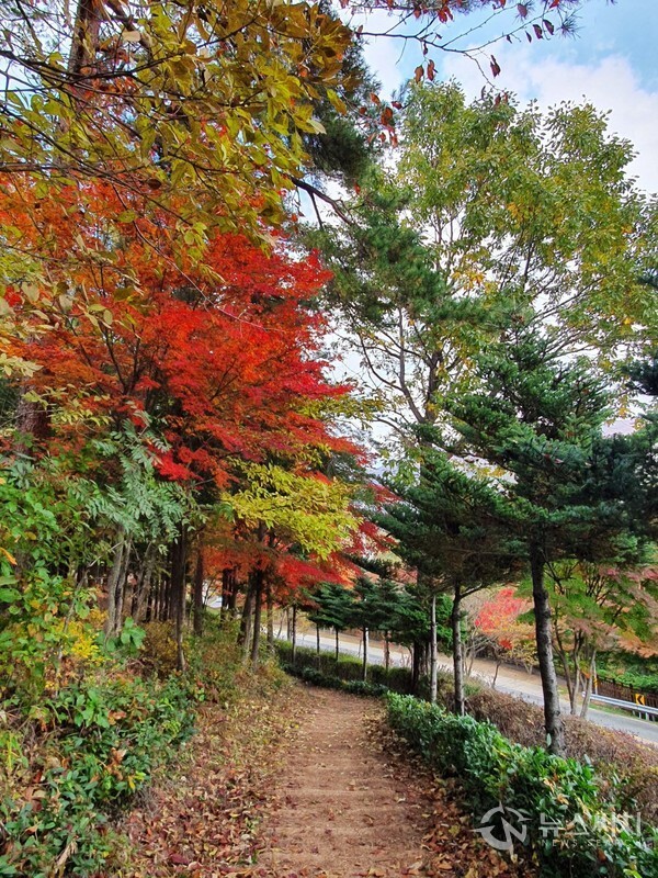 화순 큰재 철쭉길. 무돌길 제11길은 ‘화순산림길’로 큰재 쉼터 주차장에서 시작하여 잘 정리된 ‘큰재 철쭉길’을 지나 만연재로 가는 길 중간에 있는 ‘중지마을’까지 연결된 코스이다. ‘큰재 철쭉길’은 2002년 태풍 루사로 인하여 황폐해진 만연산 자락에 조성된 길로 봄에 철쭉이 필 때는 철쭉꽃을 즐기러 전국에서 상춘객들이 몰려드는 장소로 유명하다. 