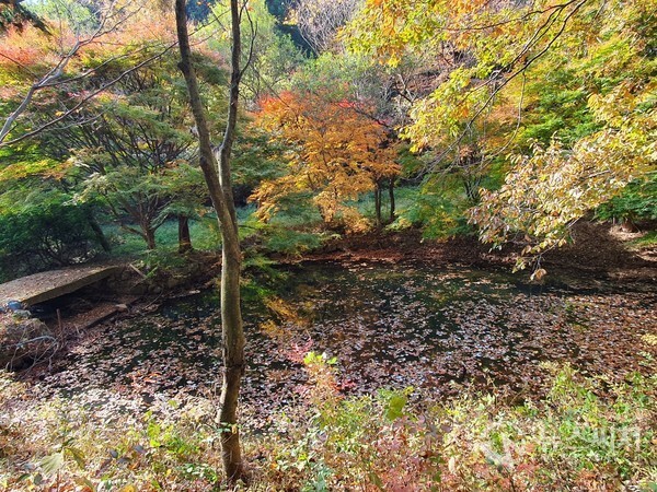 무등산편백자연휴양림 내 연못. 화순군 이서면 안심리에 있는 ‘안심저수지’ 인근에 편백나무와 삼나무가 빼곡한 ‘무등산편백자연휴양림’이 있는데, 조림과 육림사업의 독림가(篤林家)로 유명한 목양 진재량 선생께서 조성한 민간휴양림이다. 휴양림 안에는 숙박을 할 수 있는 독채 건물과 연못, 정자, 운동장 등 여러 가지 시설과 나무, 풀, 들꽃 등 숲이 우거져 있어서 삼림욕을 즐기기에는 최적의 장소이다. 