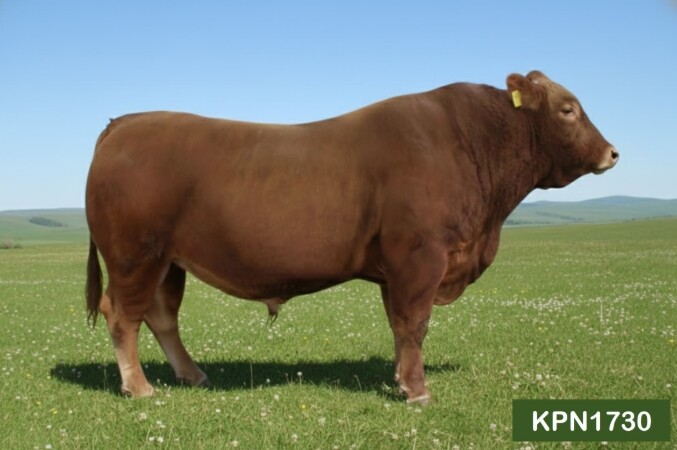 농촌진흥청, 도체중·등심단면적 향상…...