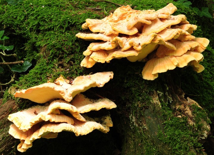 산림청 국립산림과학원, 붉은덕다리버섯...